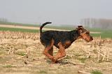 WELSH TERRIER 069